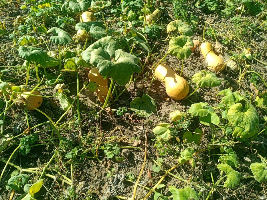 Продам домашнюю картошку