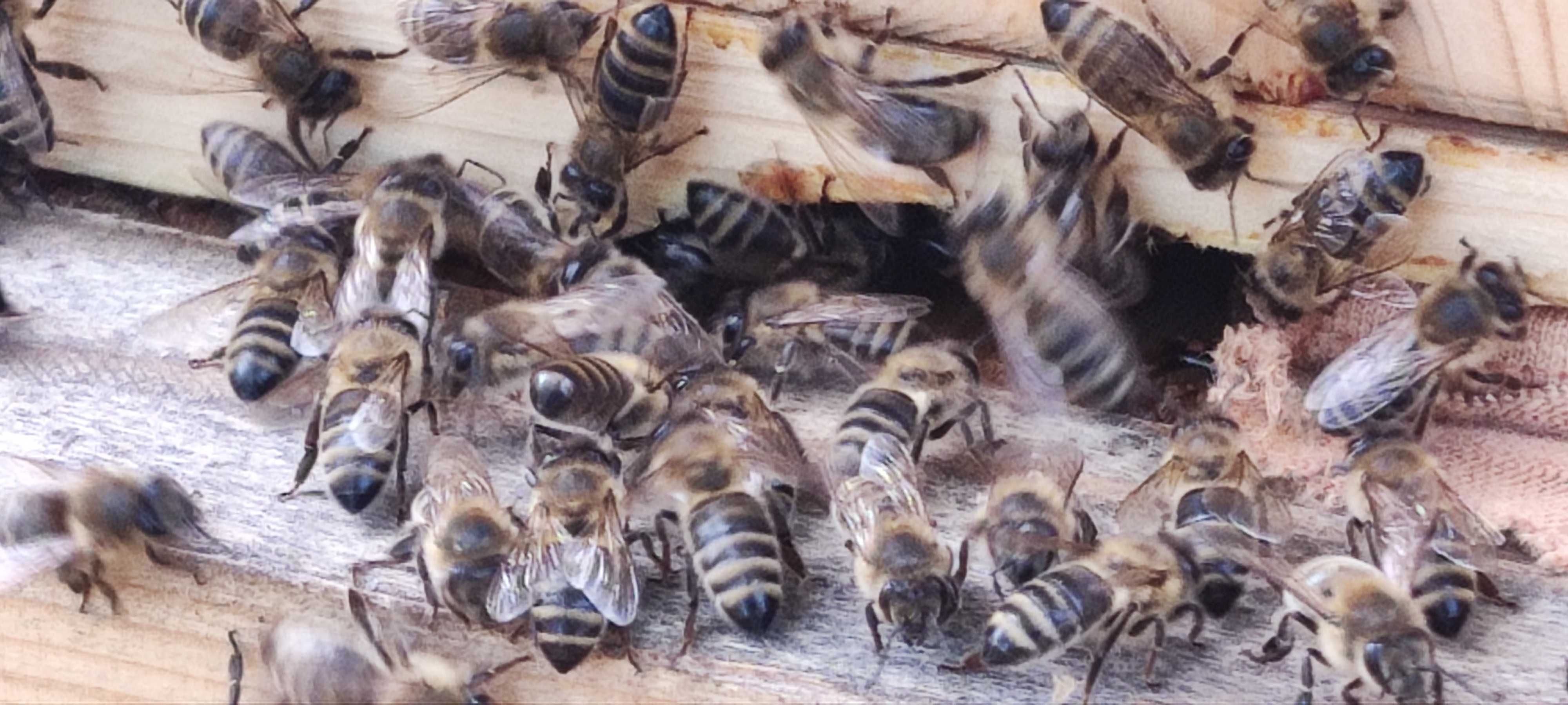 Rodziny pszczele, ramka, odkłady