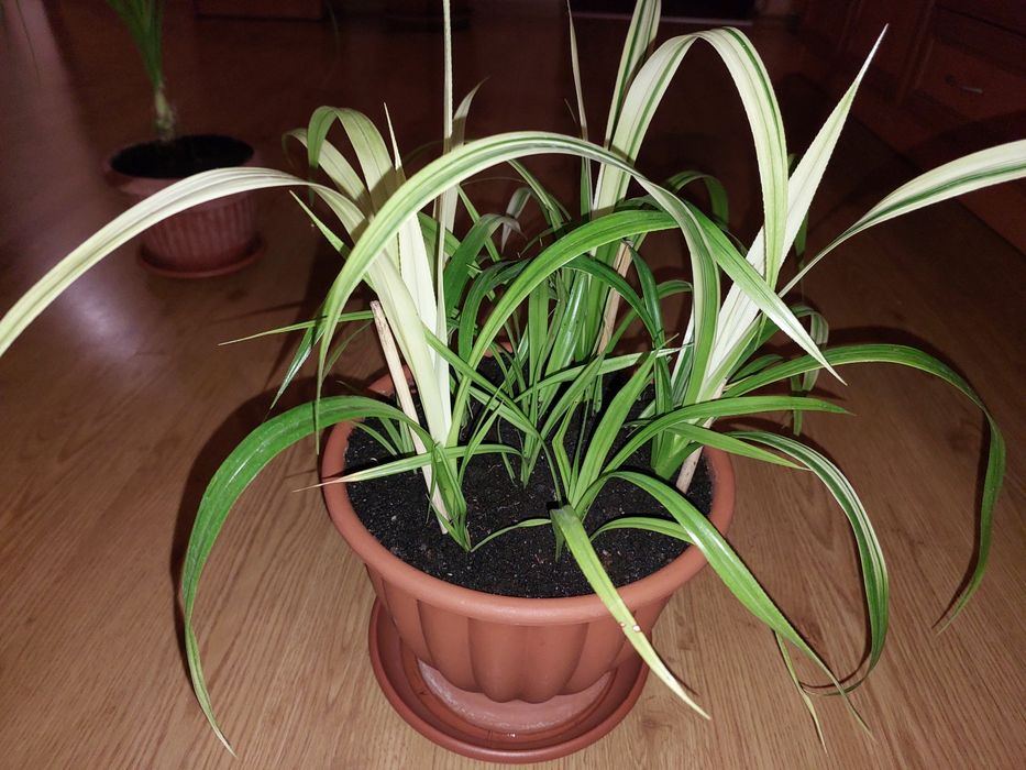 Панданус Вейча.Детки