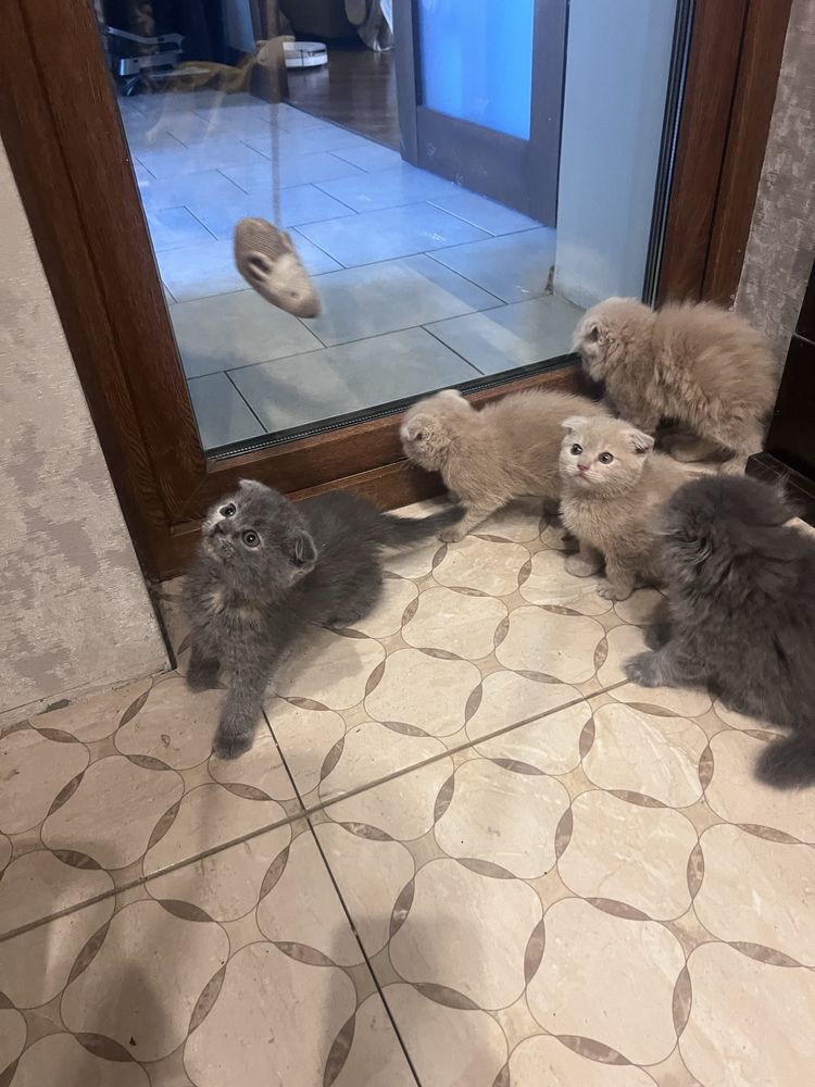 В продаже шотланские котята!