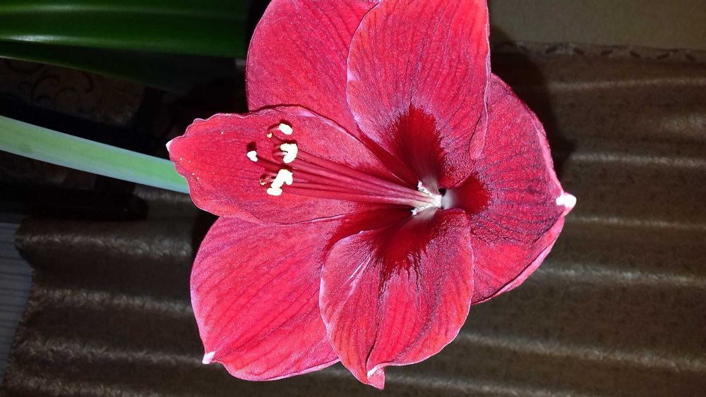 Квіти КАКТУС,(КЛІВІЯ,ГІППЕАСТРУМ- великі цибулини)