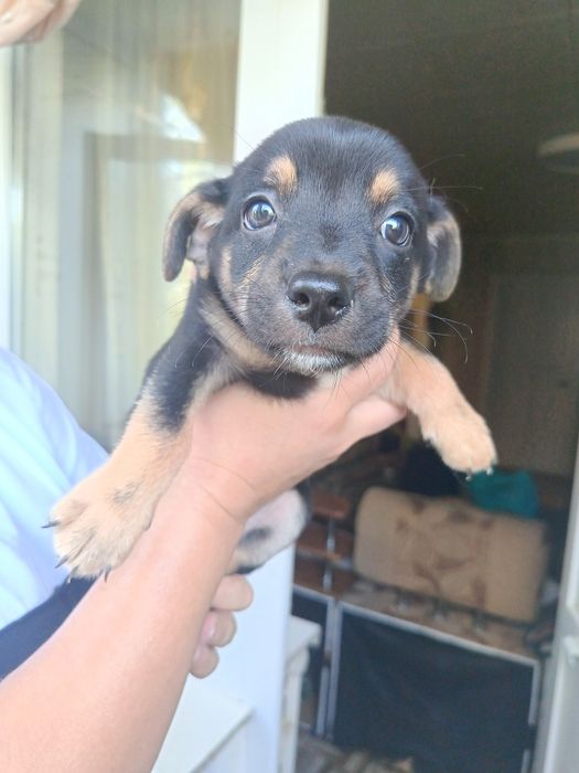 Віддам цуценя в добрі руки.