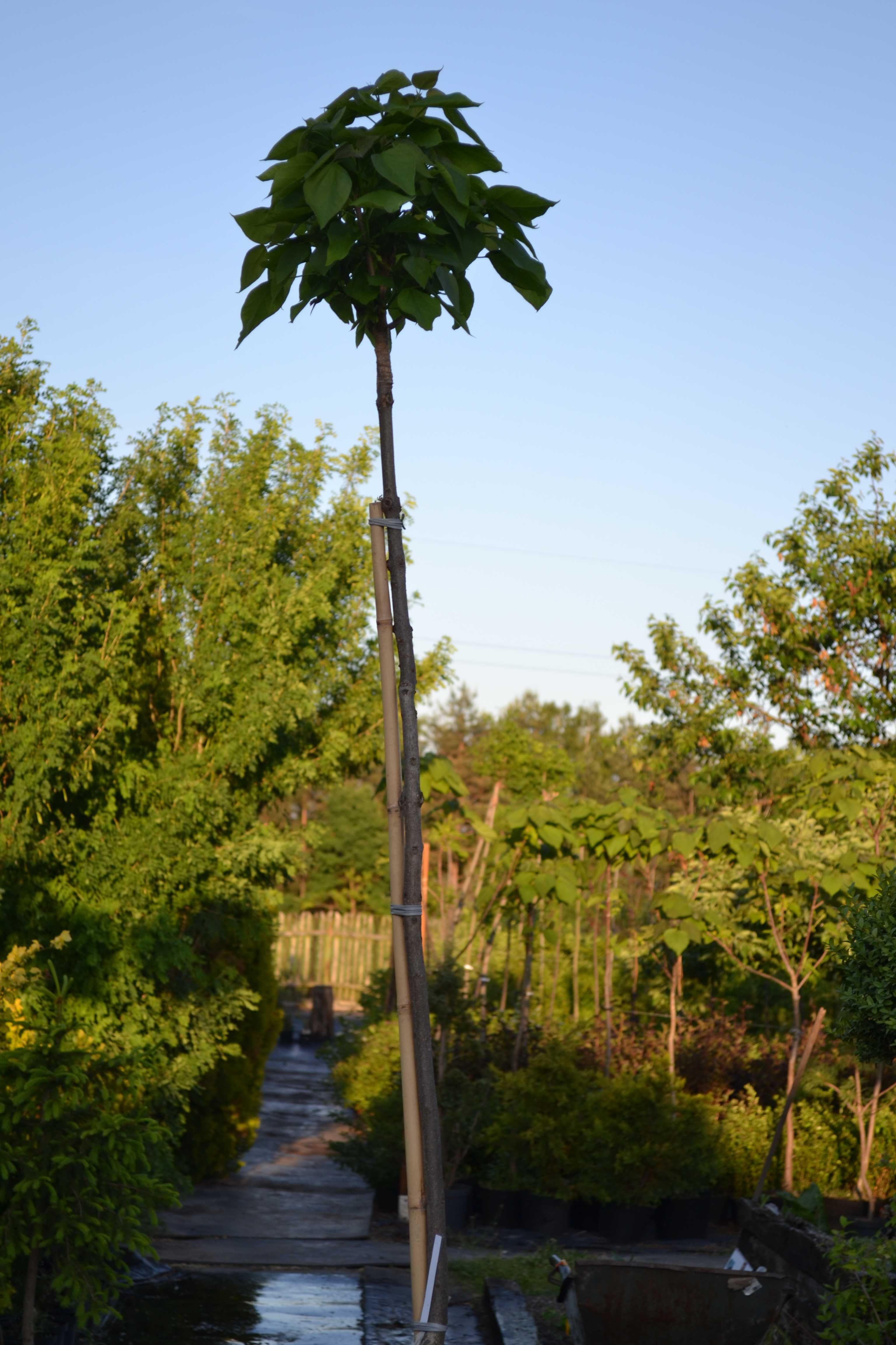 surmia "nana" katalpa, catalpa wys. szczepiony 1,6- 1,8m