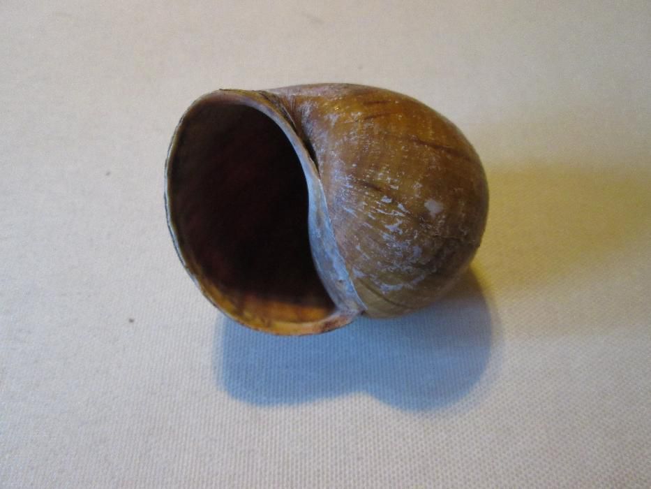 Conchas - Búzios tipo (Turbante )