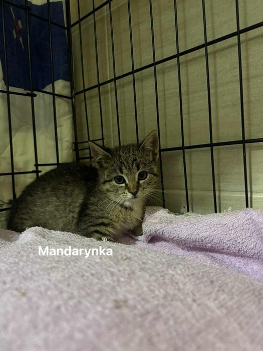 Trzy kocie siostry czekają na dom