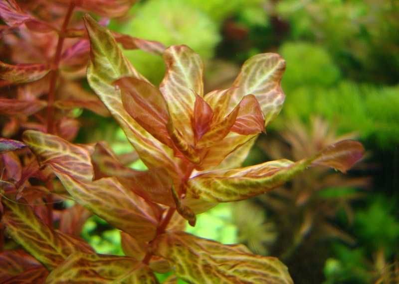 Ротала Макрандра "Тигр". Аквріумні рослини