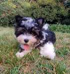 Chester York Biewer Samiec Samczyk
