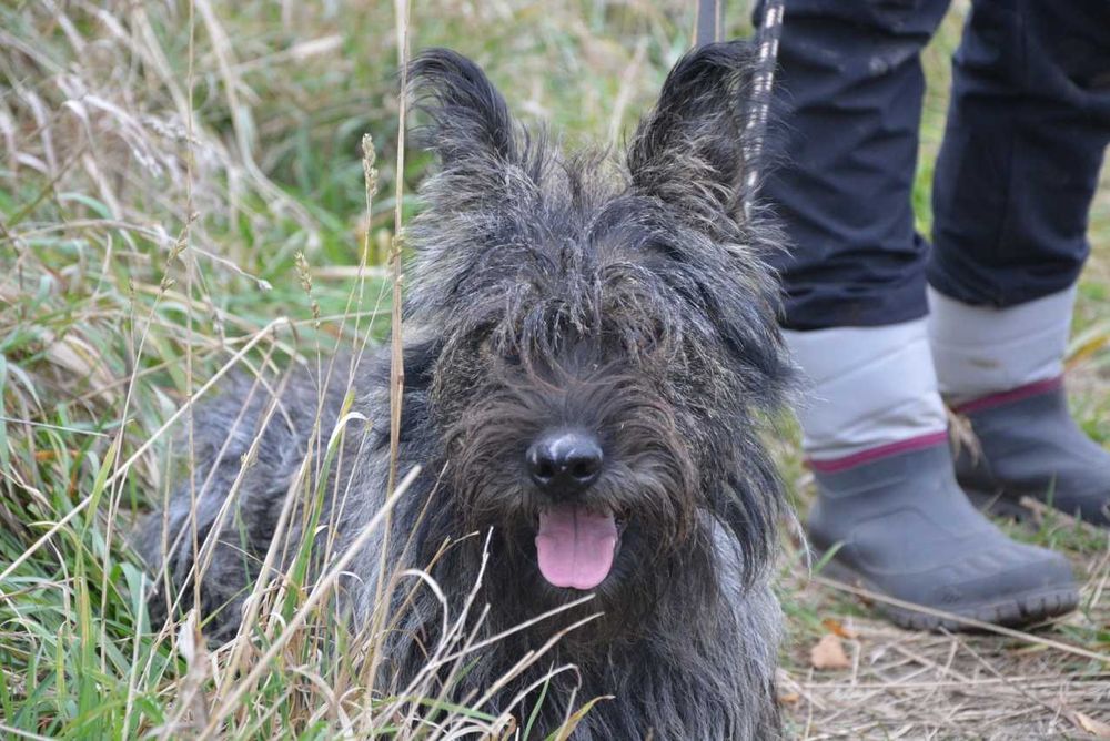 Gringo - piękny nietypowy psiak ADOPCJA