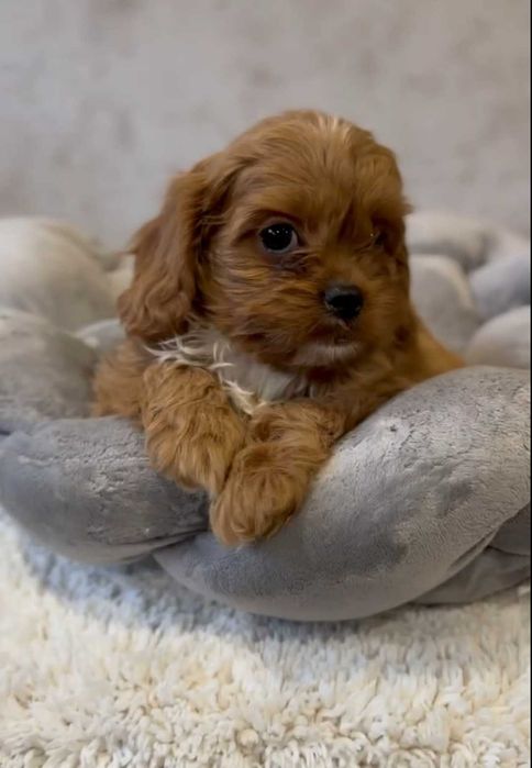 Крошка девочка кавапу.