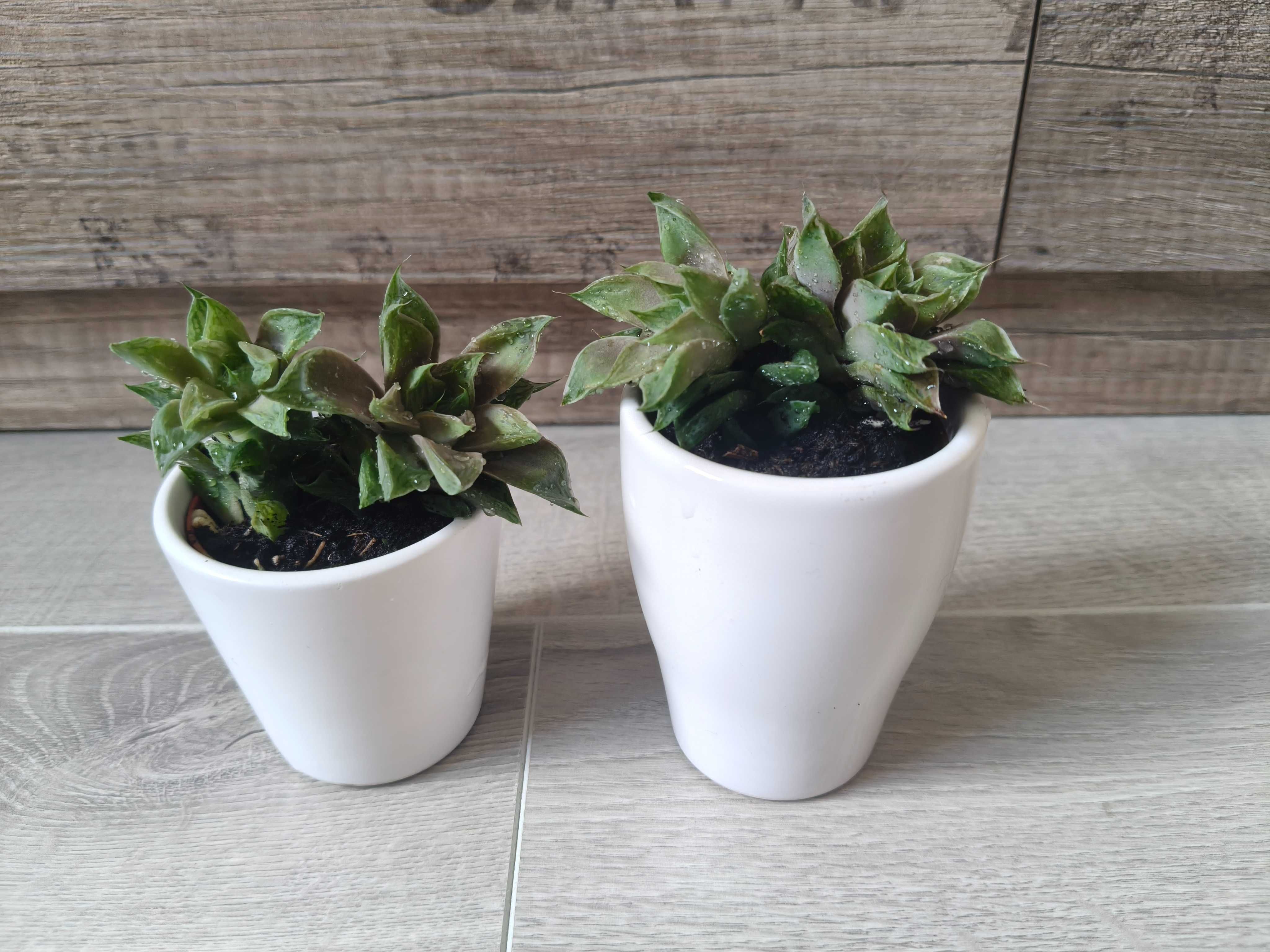 2 sukulenty w ceramicznych osłonkach