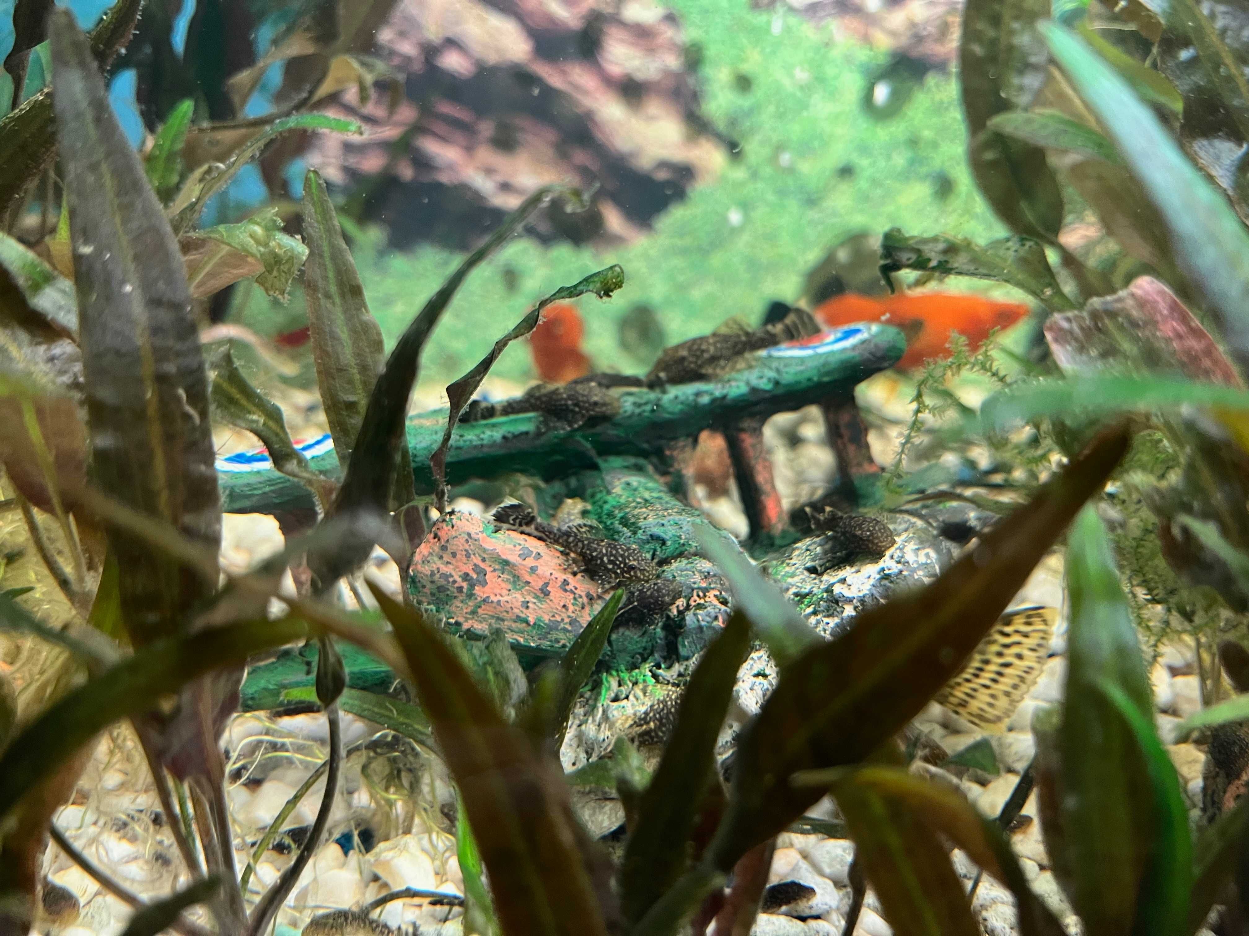 Glonojad. Młode z domowej hodowli dł. 4-6cm. (Zbrojnik Lamparci)