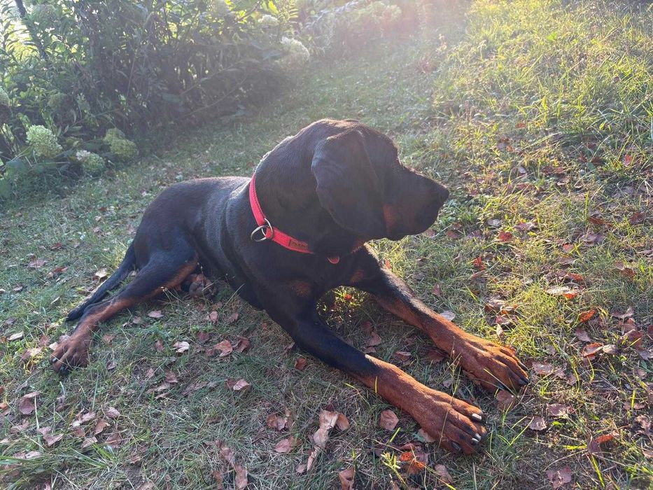 ODDAM  gończy polski rodowodowy 2 lata