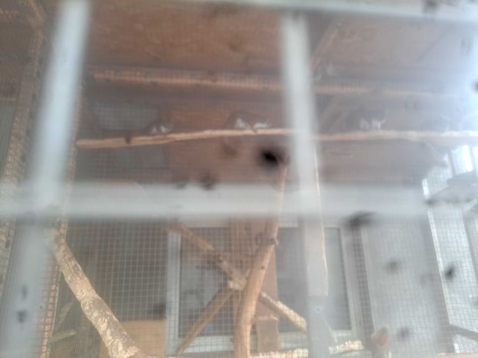 Sprzedam wiewiórki Hudson