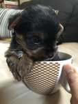 Yorkshire Terrier Puro