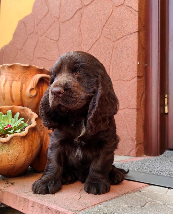 Spaniel piesek cocker spaniel Czekoladowy