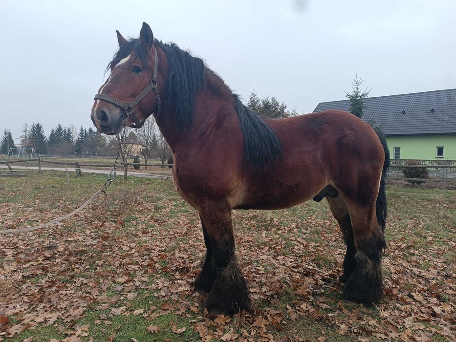 Zamienię ogiera zimnokrwistego