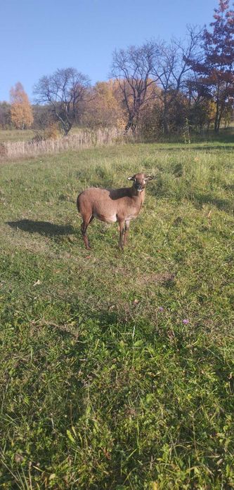 Baran i owce kameruńskie