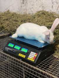 Кролі кролики термонці термони термондська біла