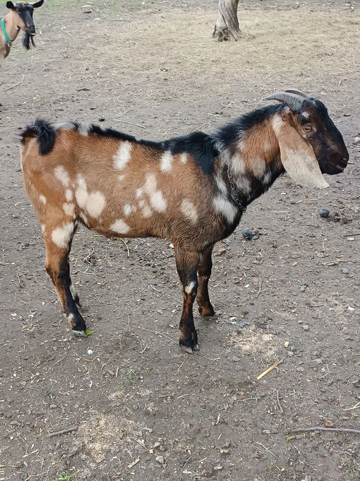 Kozioł anglonubijski