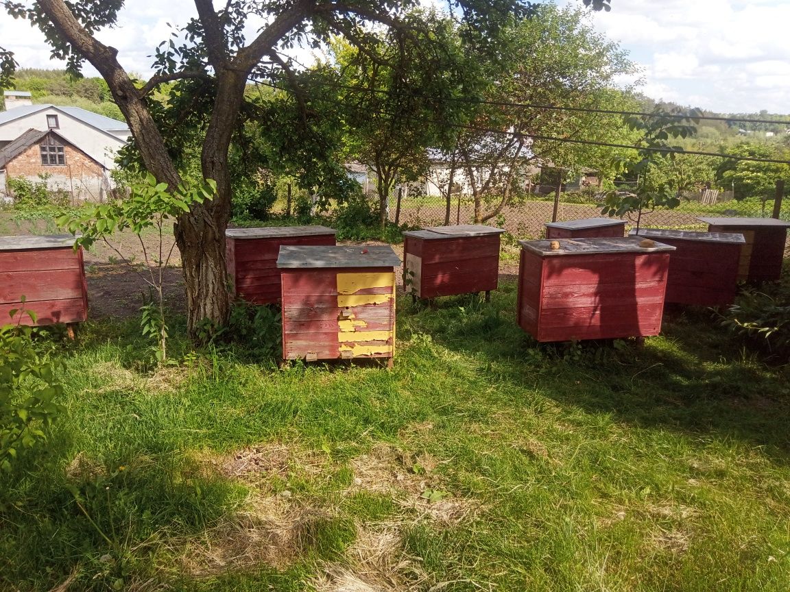 Бджолосім'ї з вуликами