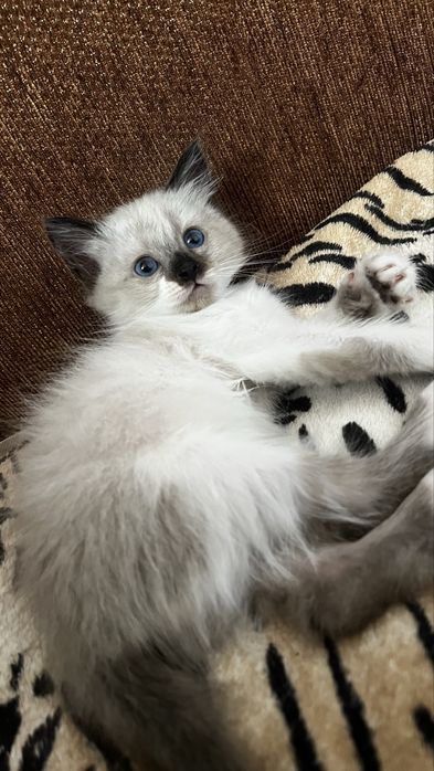 Кошенята в добрі руки