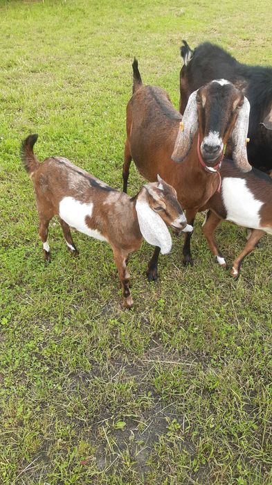 Kozioł Anglonubijski Rodowod NOG