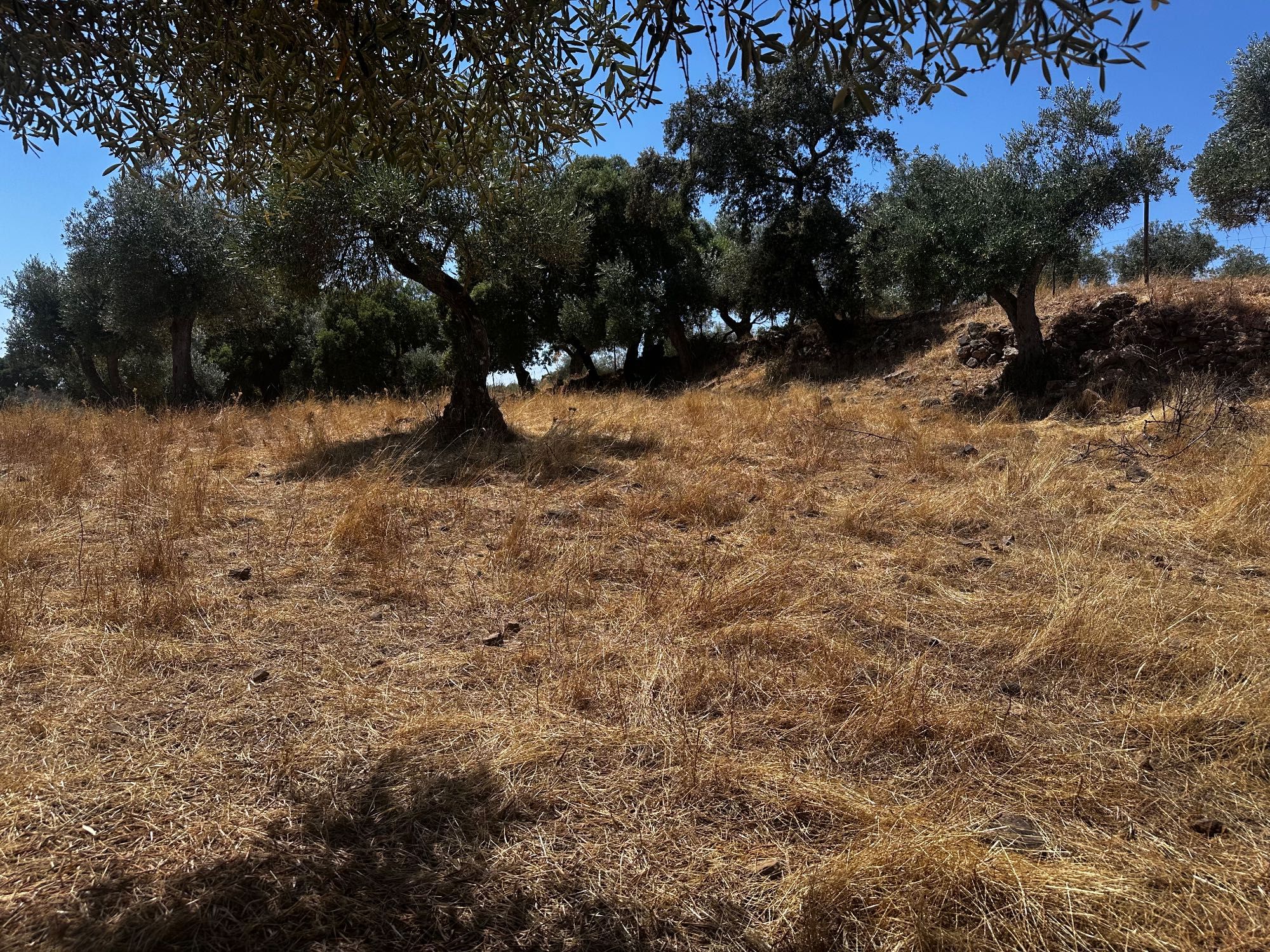 Terreno Rustico com Oliveiras - Zebreira