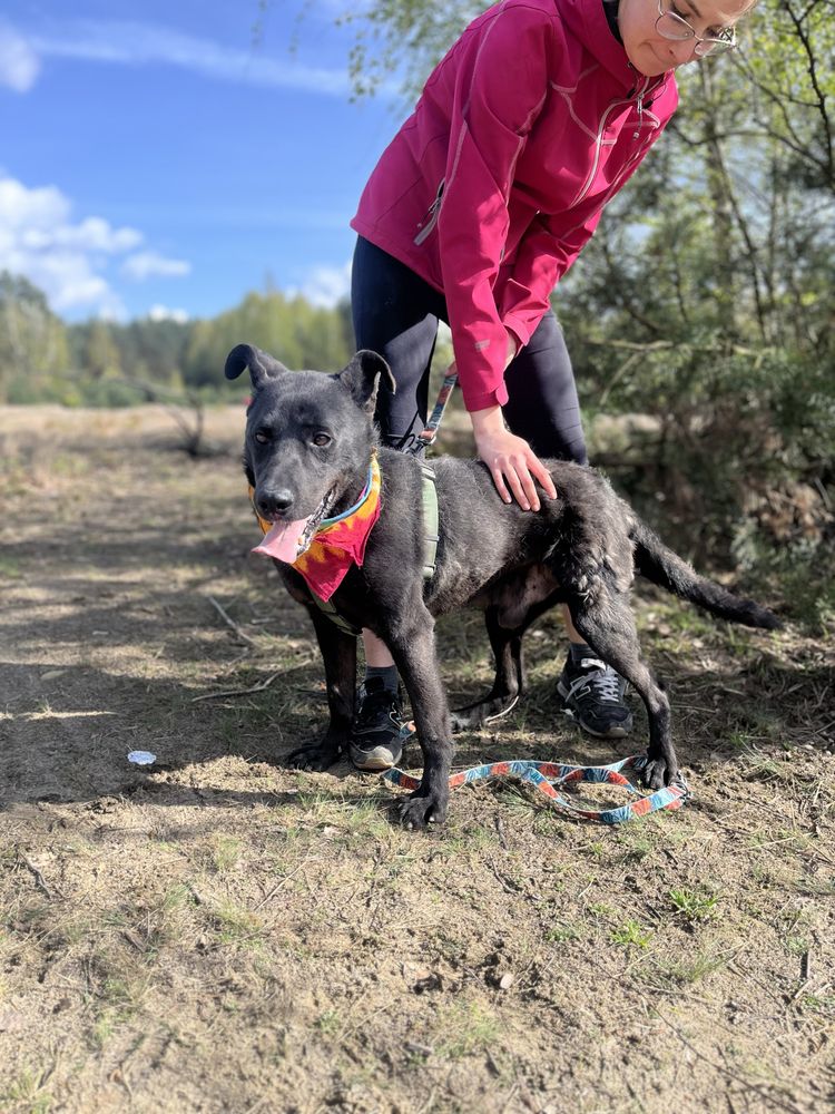 Idziesz na grzyby w lesie.. a tam pies! Adoptuj, odmień jego świat!