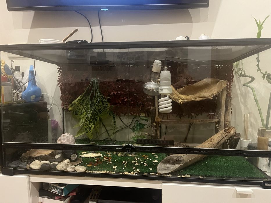 Terrario giganterra wide xl