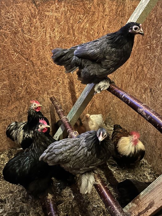 Kury i koguty kochiny miniaturowe mieszane