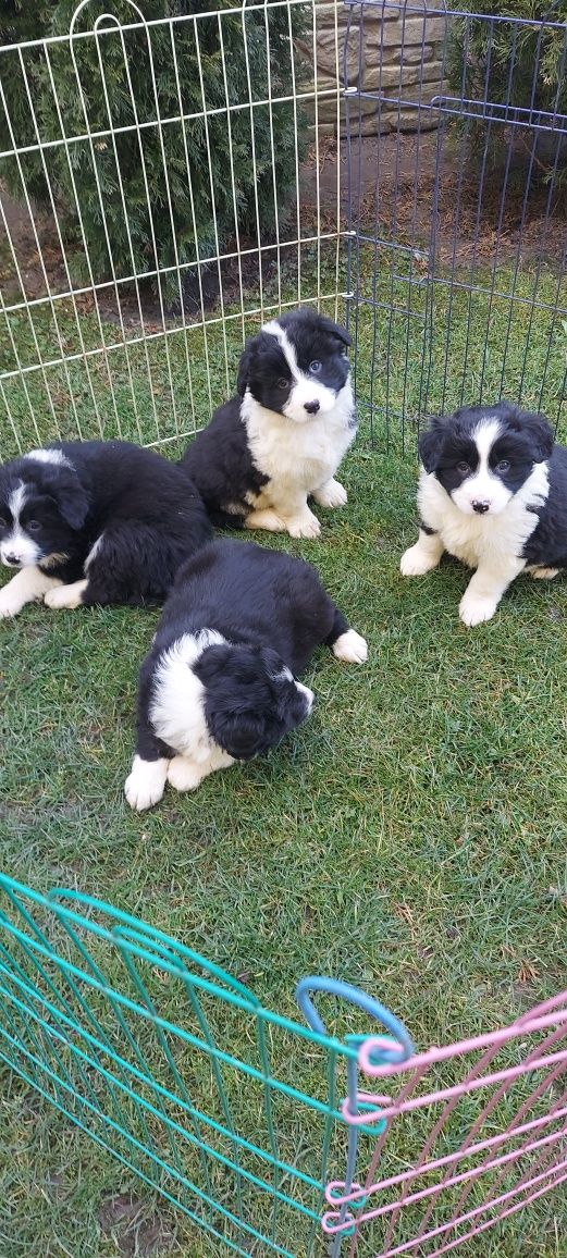 Border collie szczeniak!