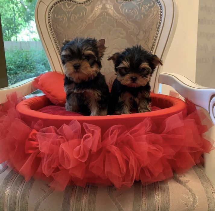 Щенки йоркширского  терьера девочки КСУ