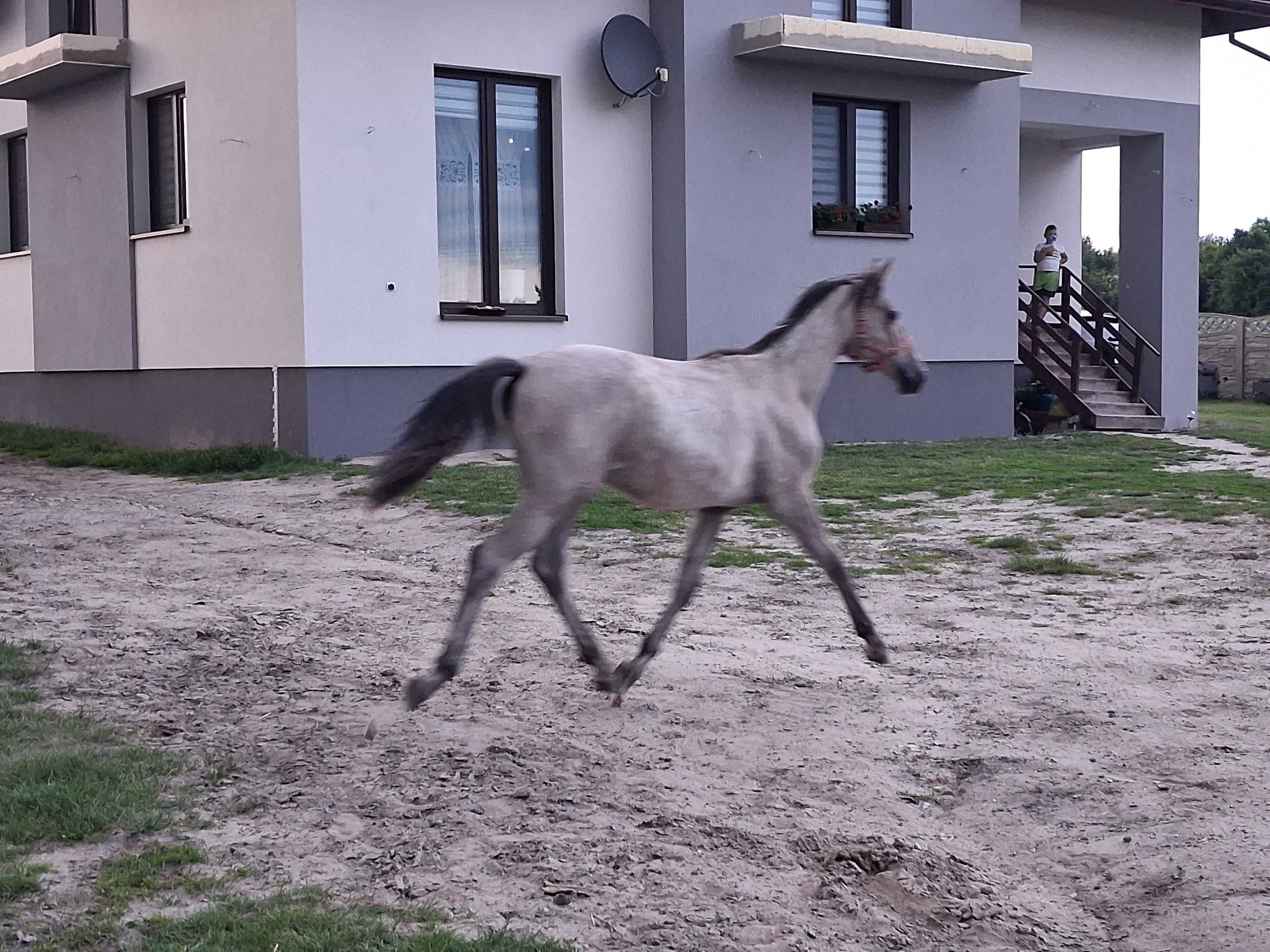 Klaczka małopolska po DIONIZOS. REZERWACJA.