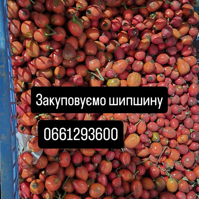 Шиповнік, шипшина