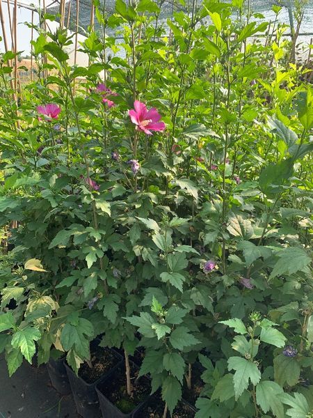 Hibiskus na Pniu Szczepiony Różne Kolory Cena 150 zł