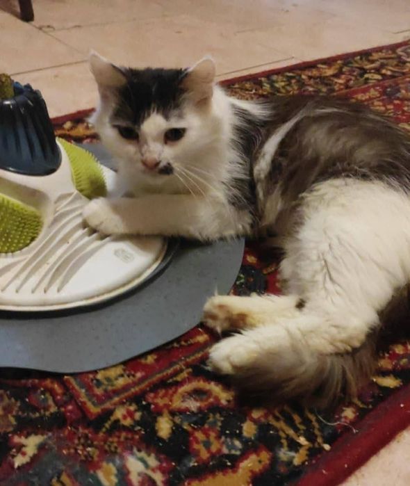 Kotka Calineczka do adopcji