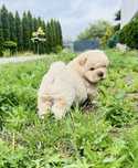 Chow Chow biały  piesek