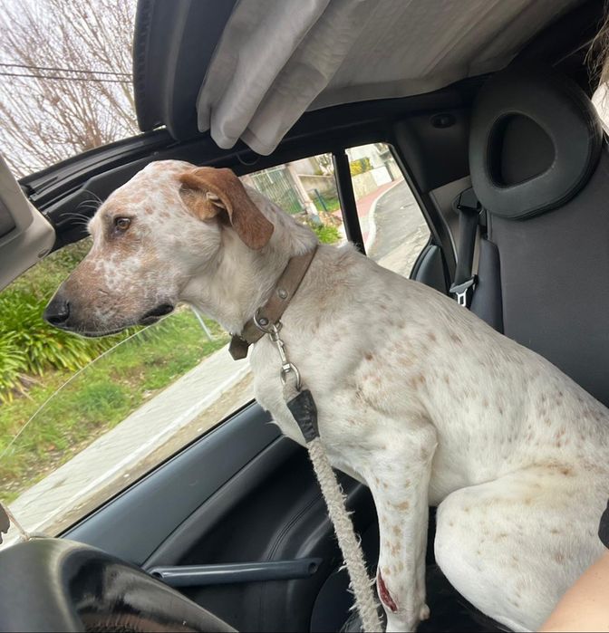 Está para adopção