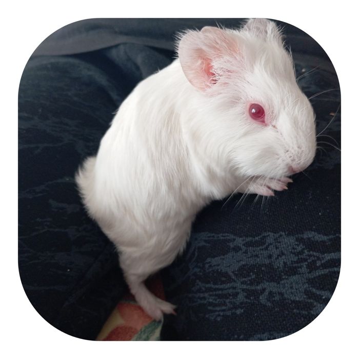 Białe mlode świnki morskie samczyki oddam