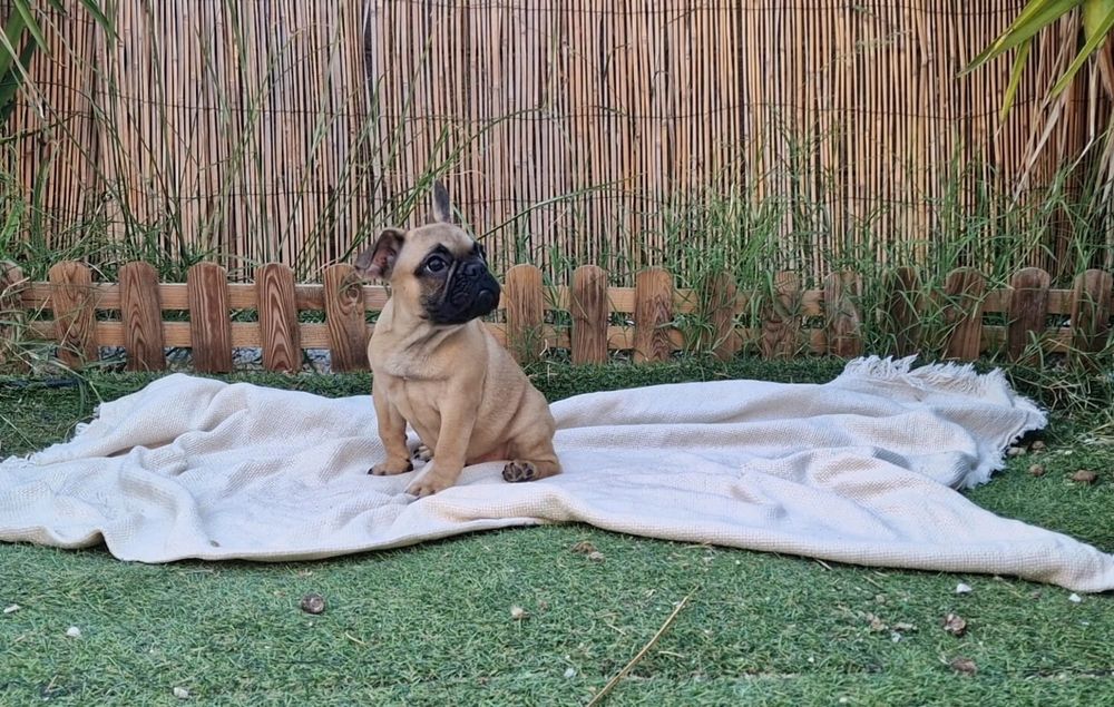Lindo e meigo Bulldog Francês