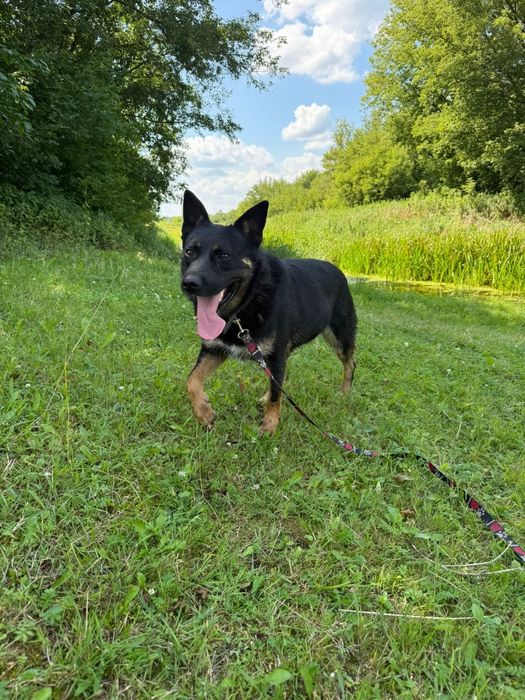 Najukochańszy Laser szuka domu!