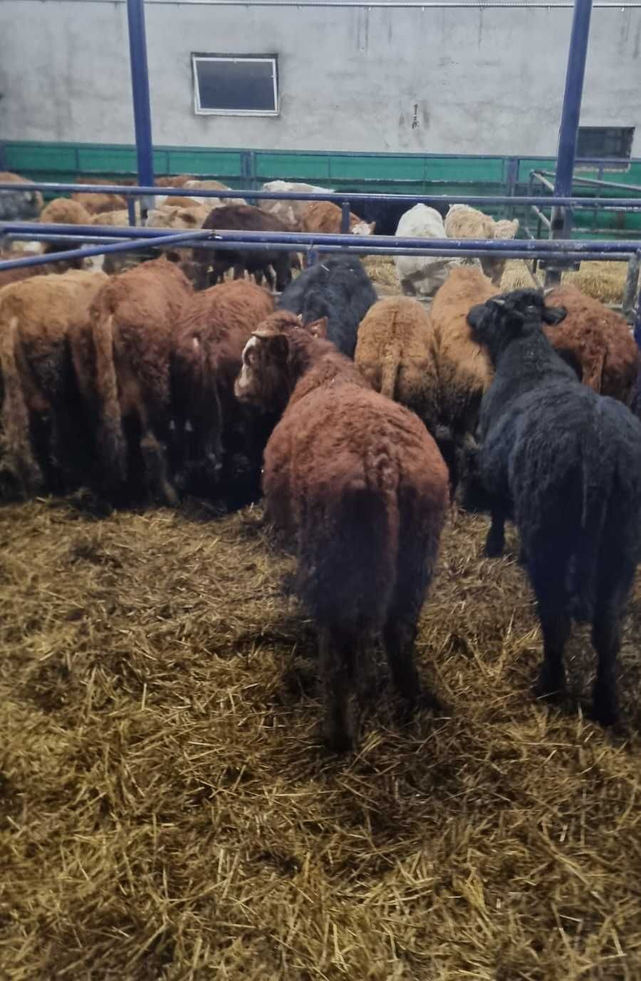 byczki jałówki odsadki mięsne Limousin