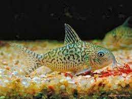 Corydoras reticulatus