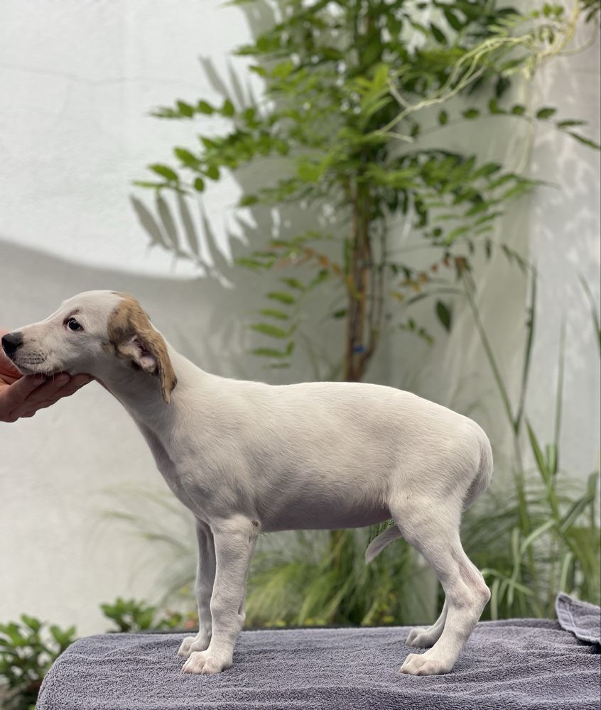 Whippet ZKwP dziewczynka w wyjatkowym kolorze Revirado FCI