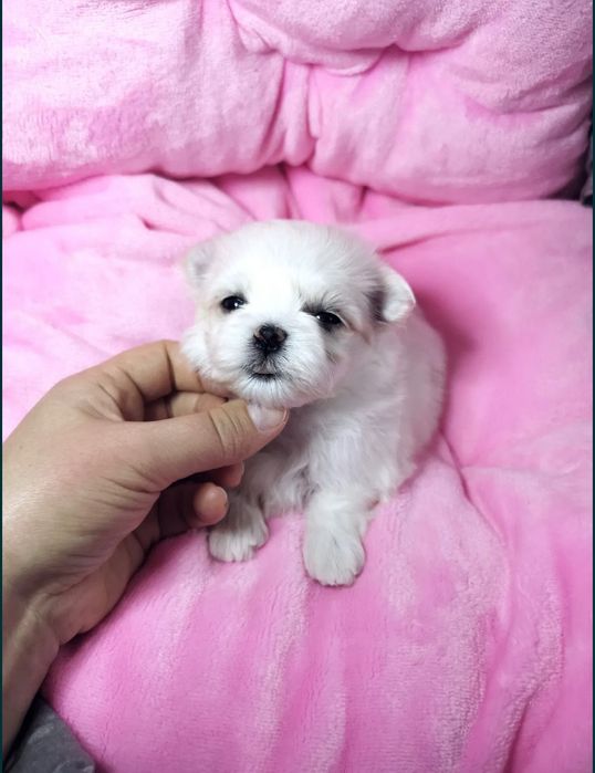 Maltańczyk chłopiec miniaturka waga do 1,8kg