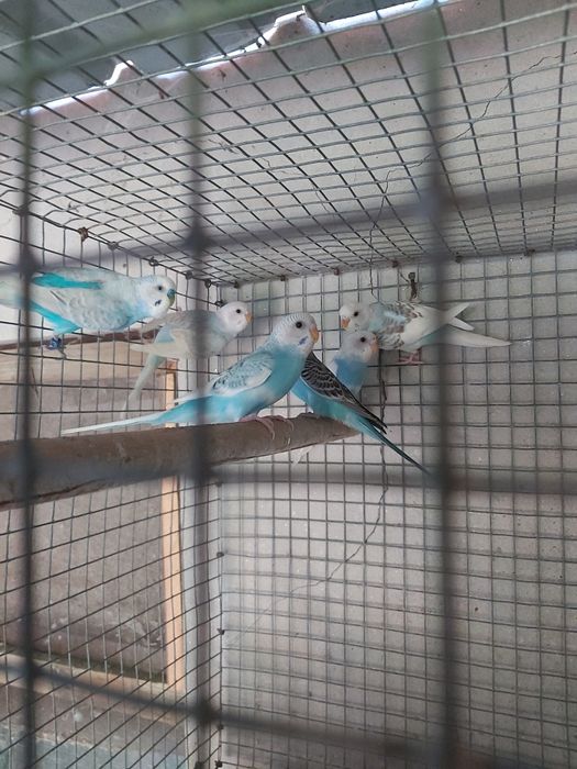 Piriquitos novos e adultos