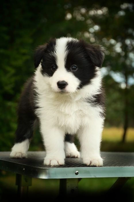 Piękna suczka BORDER COLLIE z metryką Związku Kynologicznego w Polsce