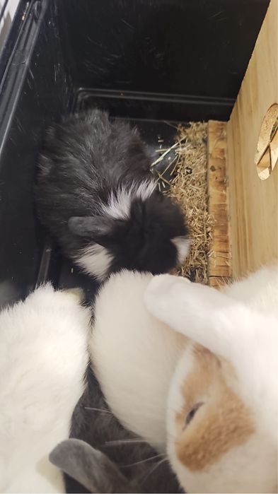 Coelhos anões bebés