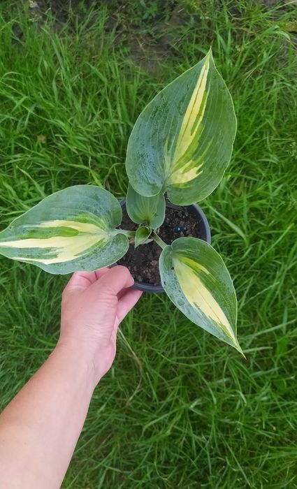 Хоста Катерина , Волверайн, Ауреомаргіната та інші