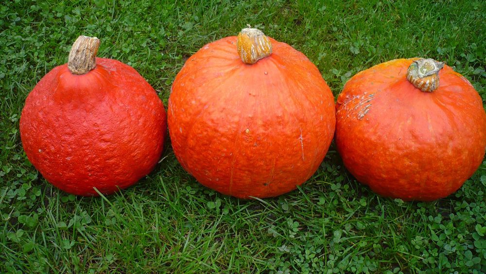 Dynia hokkaido jadalna 4 zł/szt